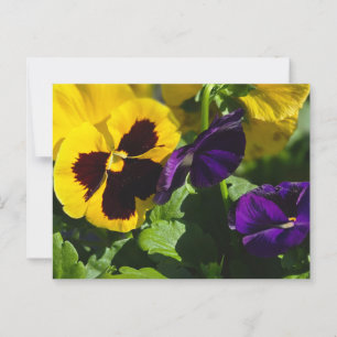 Stiefmütterchen Postkarte