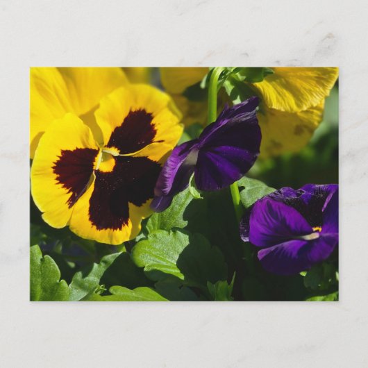 Stiefmütterchen Postkarte (Vorderseite)