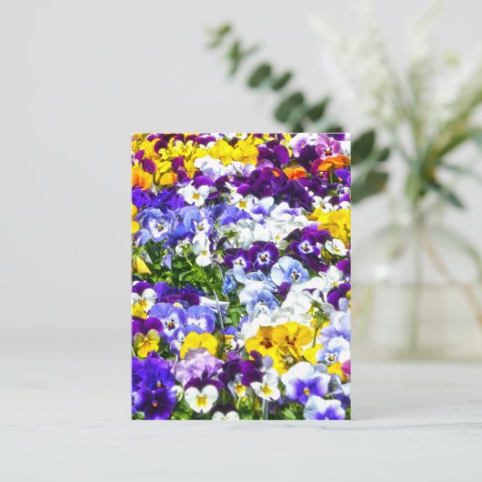 Stiefmütterchen Postkarte (Stehend Vorderseite)