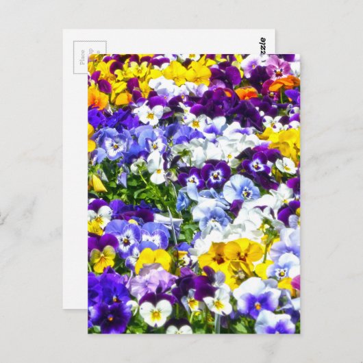 Stiefmütterchen Postkarte (Vorne/Hinten)