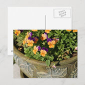 Stiefmütterchen Postkarte (Vorne/Hinten)