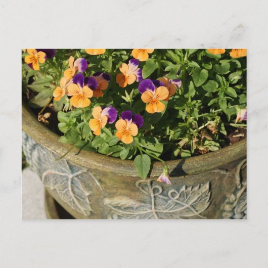 Stiefmütterchen Postkarte (Vorderseite)