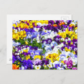 Stiefmütterchen Postkarte (Vorne/Hinten)