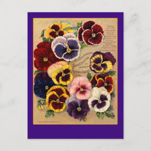 Stiefmütterchen-Samenpaket-Kunst auf Karten
