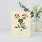 Stiefmütterchen Stiefmütterchen Blumenillustration Postkarte (Stehend Vorderseite)