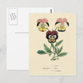 Stiefmütterchen Stiefmütterchen Blumenillustration Postkarte (Vorne/Hinten)