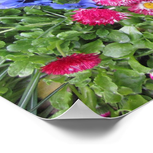 Stiefmütterchen und Milchprodukte Poster (Ecke)