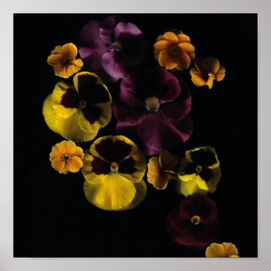 Stiefmütterchen und Primrosen Poster