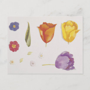 Stiefmütterchen und Tulips Postkarte