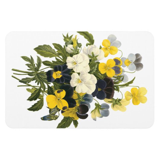 Stiefmütterchen und Violets Magnet (Horizontal)