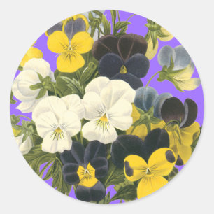 Stiefmütterchen Veilchen Botanische Kunst Aufklebe Runder Aufkleber
