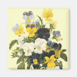 Stiefmütterchen Veilchen Botanische Kunst Magnet