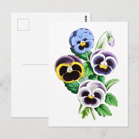 Stiefmütterchen Vintag Botanische Postkarte (Vorne/Hinten)