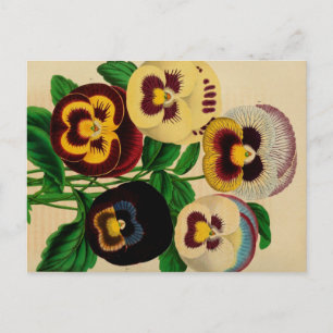 Stiefmütterchen-Vintage-Zeichnung Postkarte