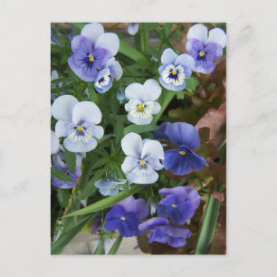 Stiefmütterchen-Violette-Blumen-Postkarte Postkarte