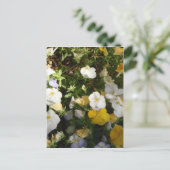 Stiefmütterchen weiß und gelb postkarte (Stehend Vorderseite)