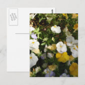 Stiefmütterchen weiß und gelb postkarte (Vorne/Hinten)