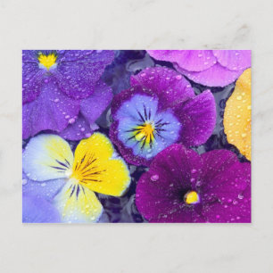 Stiefmütterchenblumen schwimmend im Vogelbad mit T Postkarte