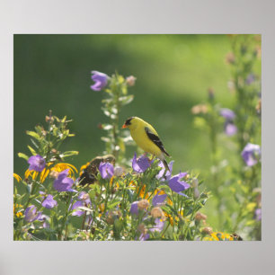 Stieglitz auf einer Glockenblume Poster