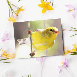 Stieglitz auf Futterstelle schwenkend Postkarte