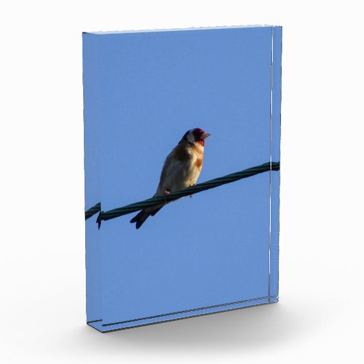 Stieglitz fotoblock (Links)