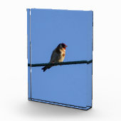Stieglitz fotoblock (Rechts)