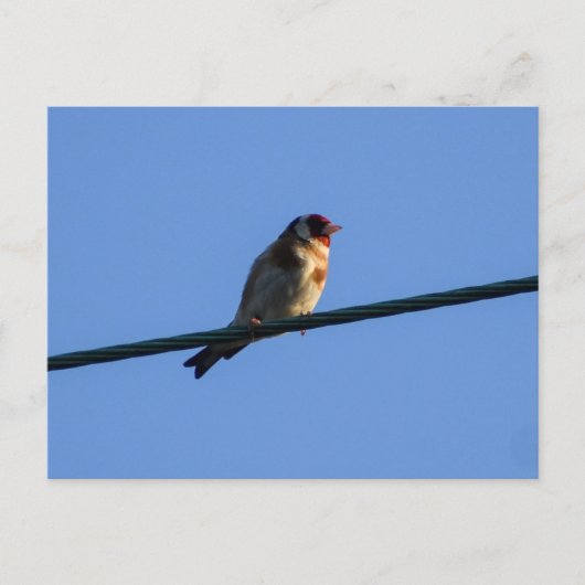 Stieglitz postkarte (Vorderseite)