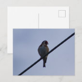Stieglitz Postkarte (Vorne/Hinten)