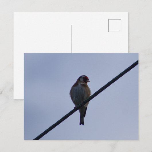 Stieglitz Postkarte (Vorne/Hinten)