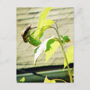 Stieglitz und Sonnenblume Postkarte