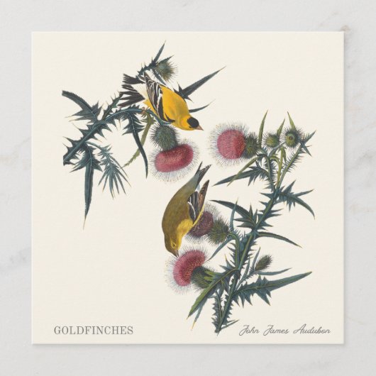 Stieglitze von John James Audubon (Vorderseite)