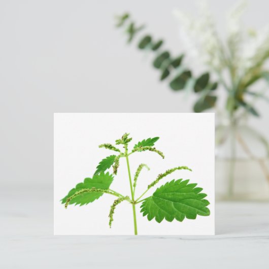 Stielnessel Postkarte (Stehend Vorderseite)