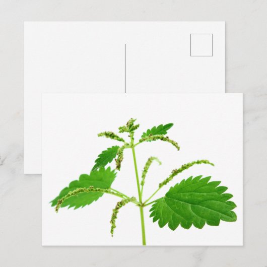 Stielnessel Postkarte (Vorne/Hinten)