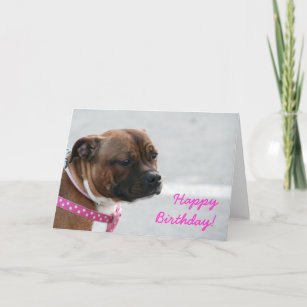 Stier Bull Terrier Geburtstagskarte Karte