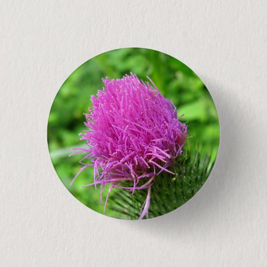 Stier-Distel-Knopf Button (Vorderseite)