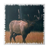 Stier-Elch-Foto Fliese (Vorderseite)