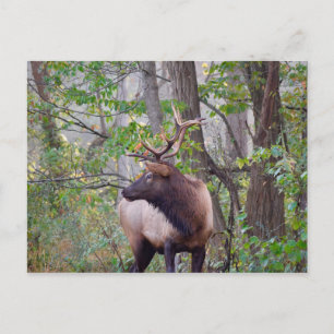 Stier-Elch-Postkarte Postkarte