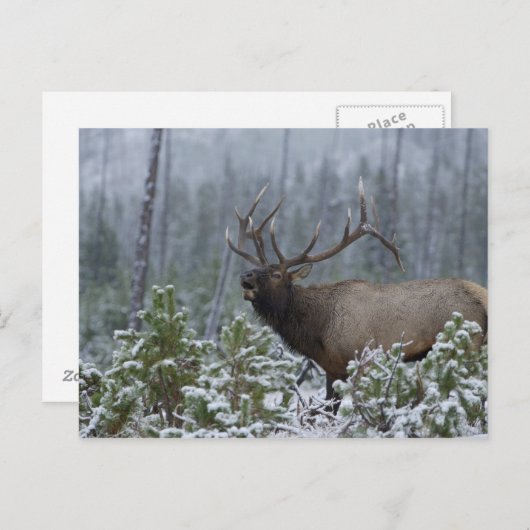 Stier-Elche beim Schneenennen, bugling, Postkarte (Vorne/Hinten)