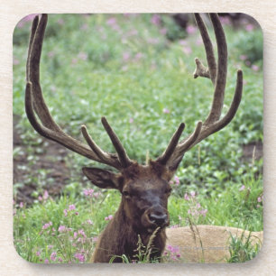 Stier-Elche, die in der alpinen Wiese mit den Getränkeuntersetzer