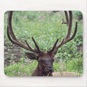 Stier-Elche, die in der alpinen Wiese mit den Mousepad