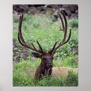 Stier-Elche, die in der alpinen Wiese mit den Poster