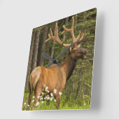 Stier-Elche im Samt, Kanada Quadratische Wanduhr (Winkel)