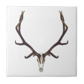 Stier-Elchschädelfarbe Fliese (Vorderseite)