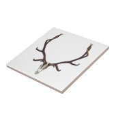 Stier-Elchschädelfarbe Fliese (Seite)