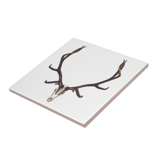 Stier-Elchschädelfarbe Fliese (Seite)