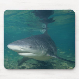 Stier-Haifisch - Carcharhinus leucas Mousepad