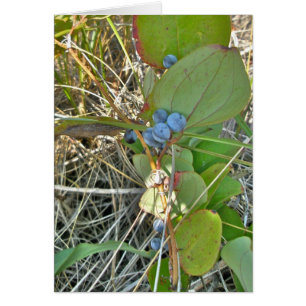 StierBriar (Smilax rotundifolia) u. Beeren-Rebe