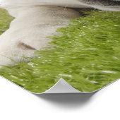 Stierhunde, die auf Graslecken legen Poster (Ecke)