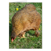 Stift den Hen (Vorne)