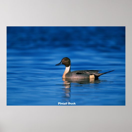 Stift Ente Poster (Vorne)